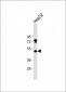 USP27X Antibody (N-term)